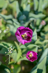 Colorful purple tulips growing outdoors in spring
