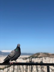 pigeon on the beach