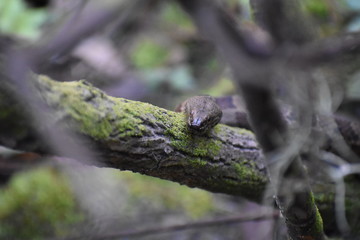 Snake 
