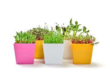Microgreens sprouts in pots isolated on white background. Vegan set micro onion, pea, sunflower, beet, cabbage green shoots. Growing healthy eating concept. Sprouted seeds, microgreens