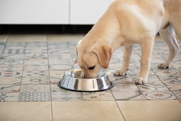 Hungry yellow labrador retriever eating dog food from metal bowl.