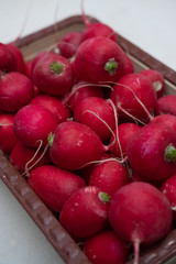 Red radishes, fresh pink radishes in the basket, fresh spring vegetables, vegetables on the table