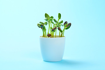 Microgreens sprouts in pot on blue background. Minimal design. Vegan micro sunflower greens shoots. Growing healthy eating concept. Sprouted sunflower seeds, microgreens