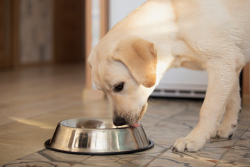 Close up of labrador dog after feeding licking with tongue metal bowl.