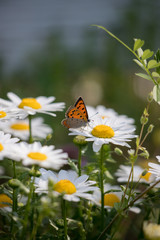 春の満開のマーガレットの花と蝶々