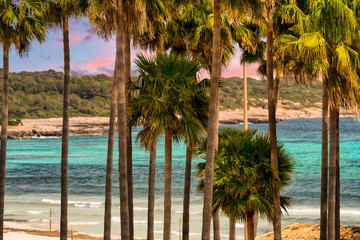 Beautiful view through palm trees to the beach of Sa Coma on the Mediterranean island Mallaorca.