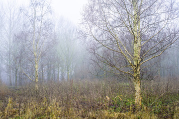 Birch in fog