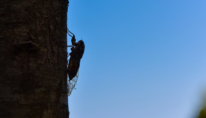 Zikade an Baum im Gegenlicht vor blauem Himmel - cicada, Auchenorrhyncha, Cicadina