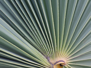 Close up view to the  green palm leaf.