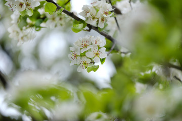 Flowering apple trees. Beautiful flowering tree In the spring. Flowers in April time. Flowers and leaves of apple tree with raindrops. Blossom apple tree.