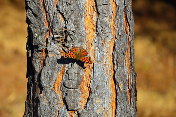 Brown Wren butterfly (Latin: Aglais urticae, Nymphalis urticae) against the background of pine bark. In the month of April