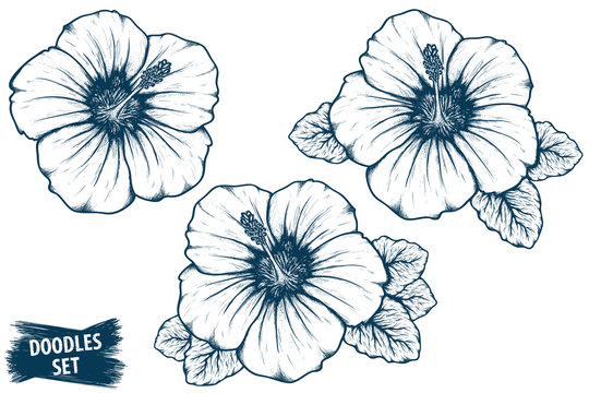 How to draw a hibiscus flower  Step by step Drawing tutorials