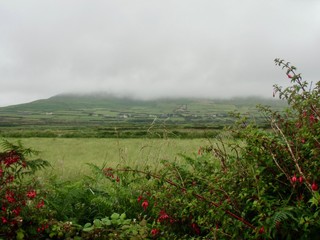 Beautiful nature in Ireland with a hedge of fuchsia and a hill covered in fog