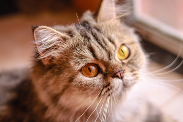 Cute persian cat is on the floor in bedroom