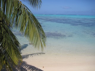 palm tree on the beach