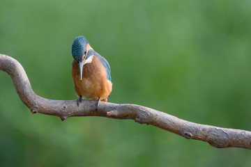The common Kingfisher on brach (Alcedo atthis)