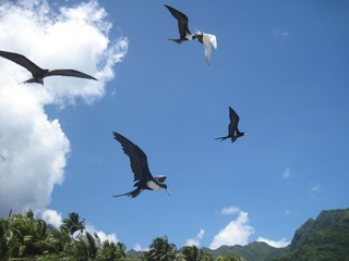 flock of seagulls
