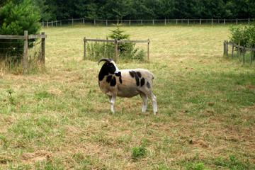 Naklejka na ściany i meble A single Godfrey sheep n a small farm in the UK