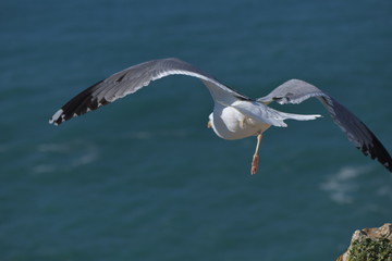seagull in flight
