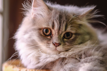 Cute persian cat is on the floor in bedroom