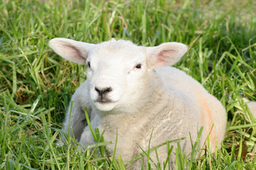 Naklejka na ściany i meble A ewe sat in a field in Oxfordshire in th UK