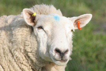 A close up photo of a ewe sat in a field in Oxfordshire