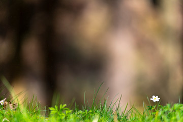 White anemone early spring flowers