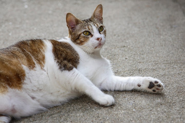 Cat lying on the floor