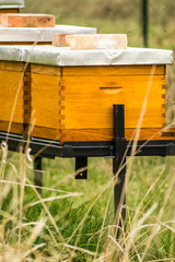 Beehives with bees in spring meadow set up 