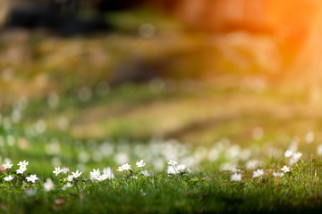 Fototapeta premium White anemone early spring flowers