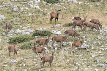 Naklejka na ściany i meble Herd of Red deer at grazing (Cervus elaphus)