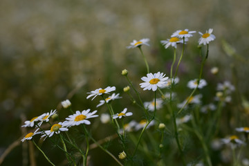 Warm summer field with white medical daisies