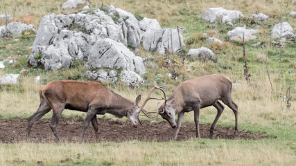 Naklejka na ściany i meble Battle between Red deer in breeding season (Cervus elaphus)
