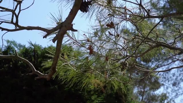 pine tree in the wind in a slow motion movie