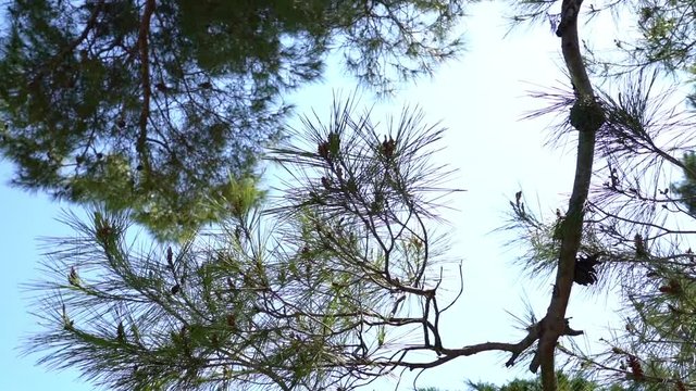 pine tree in the wind in a slow motion movie