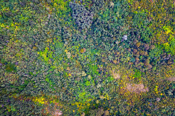 Autumn color forest. Aerial view from a drone over colorful autumn trees in the forest.