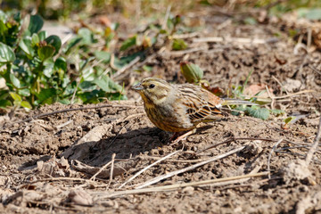 Naklejka na ściany i meble Yellowhammer emberiza citrinella female looking for food on ground in village garden. Cute little common country songbird in wildlife.