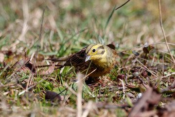 Naklejka na ściany i meble Yellowhammer emberiza citrinella female looking for food on ground in village garden. Cute little common country songbird in wildlife.