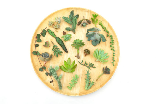 Mix types of  bare root cactus and succulent plants on wooden plate ,top view white background