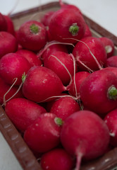 Red radishes, fresh pink radishes in the basket, fresh spring vegetables, vegetables on the table