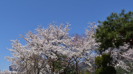 Fototapeta premium 만개한 벚꽃과 소나무와 푸른하늘