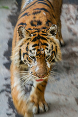 Sumatra tiger walking in the street. Dangerous animal, sumatra, Indonesia. Animal in green forest stream. Grey stone, river droplet. Wild cat in nature habitat