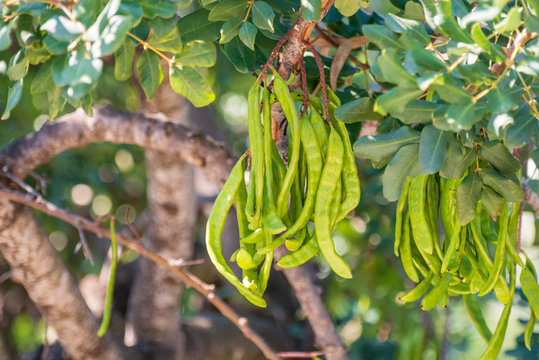Carob beans growing on a carob tree (ceratonia siliqua).