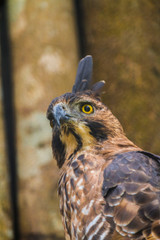 Beautiful Javanese Eagle on branch, Closeup bird, cute bird, Fat bird, Birds of asia, Bird of Indonesia, Ujung Kulon National Park Indonesia