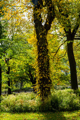Fototapeta na wymiar Beautiful park in Beautiful city..Beautiful Central Park in foliage season, New York City..