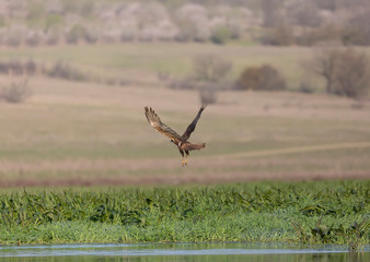 Western marsh harrier, Circus aeruginosus hunting in nature.