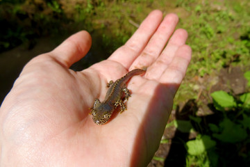 Ichthyosaura alpestris