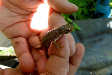 Ichthyosaura alpestris