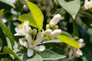 Obraz na płótnie Canvas Beautifully fragrant orange blossoms growing in nature.