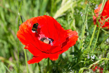 a bumblebee flying up from a red poppy flower